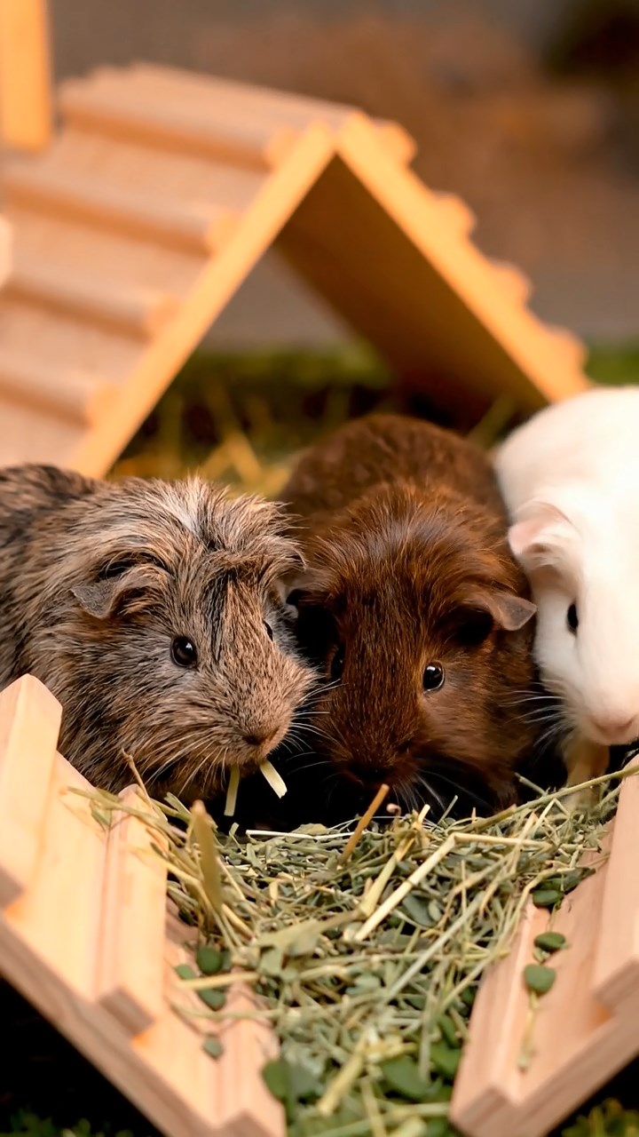 1358. Realistic depiction of 2 smooth-haired Coronet guinea pigs with cream and fawn fur, munching on bell pepper halves, on a vibrant film production set with cameras.