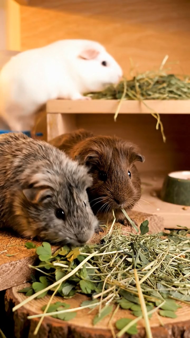 1358. Realistic depiction of 2 smooth-haired Coronet guinea pigs with cream and fawn fur, munching on bell pepper halves, on a vibrant film production set with cameras.