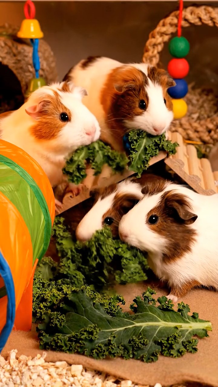 1360. Photorealistic image of 1 smooth-haired Skinny guinea pig with white fur, nibbling on banana skins, along a canyon hiking path with river below.