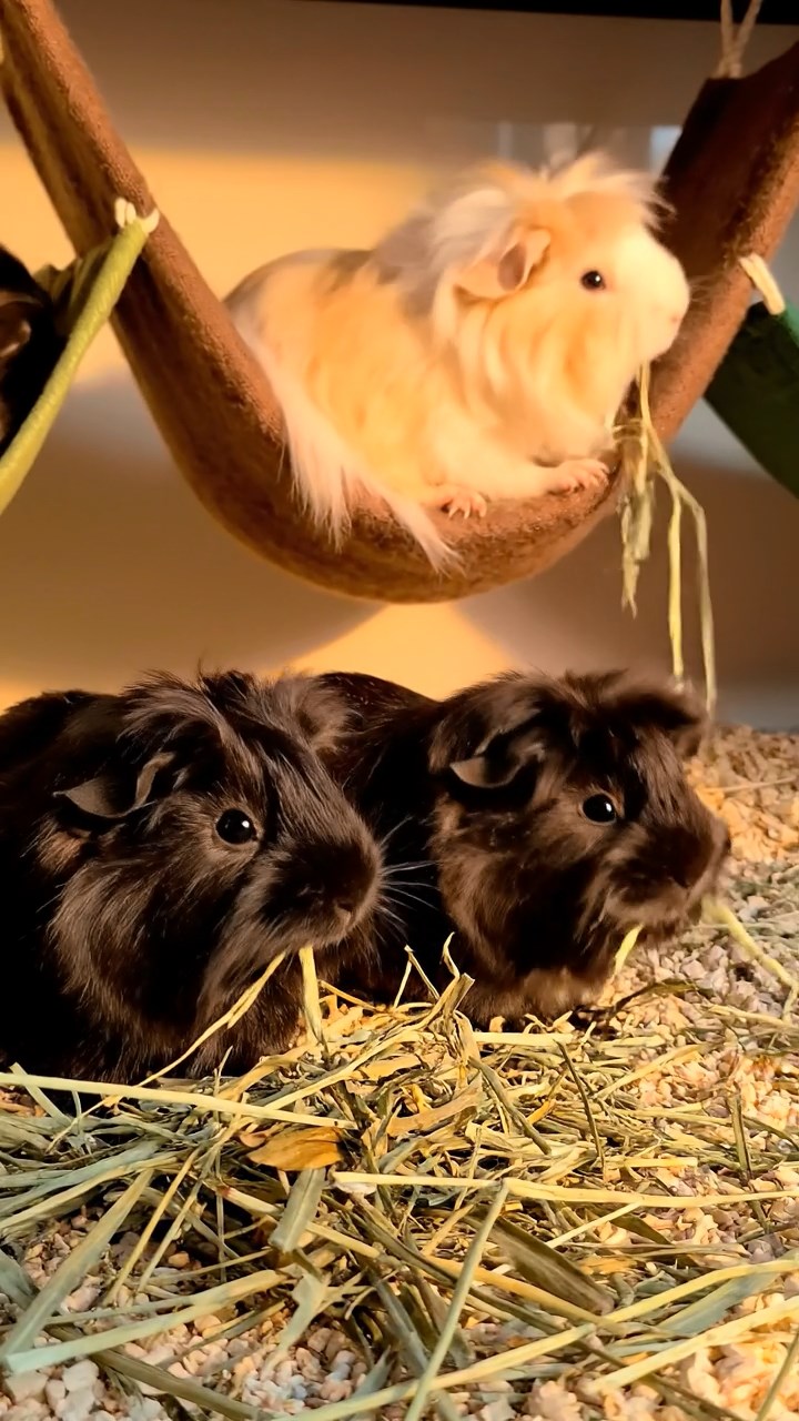 1362. Highly detailed view of 2 smooth-haired Abyssinian guinea pigs in brown and cream colors, sharing pear wedges, inside a lavish ocean liner stateroom with waves.