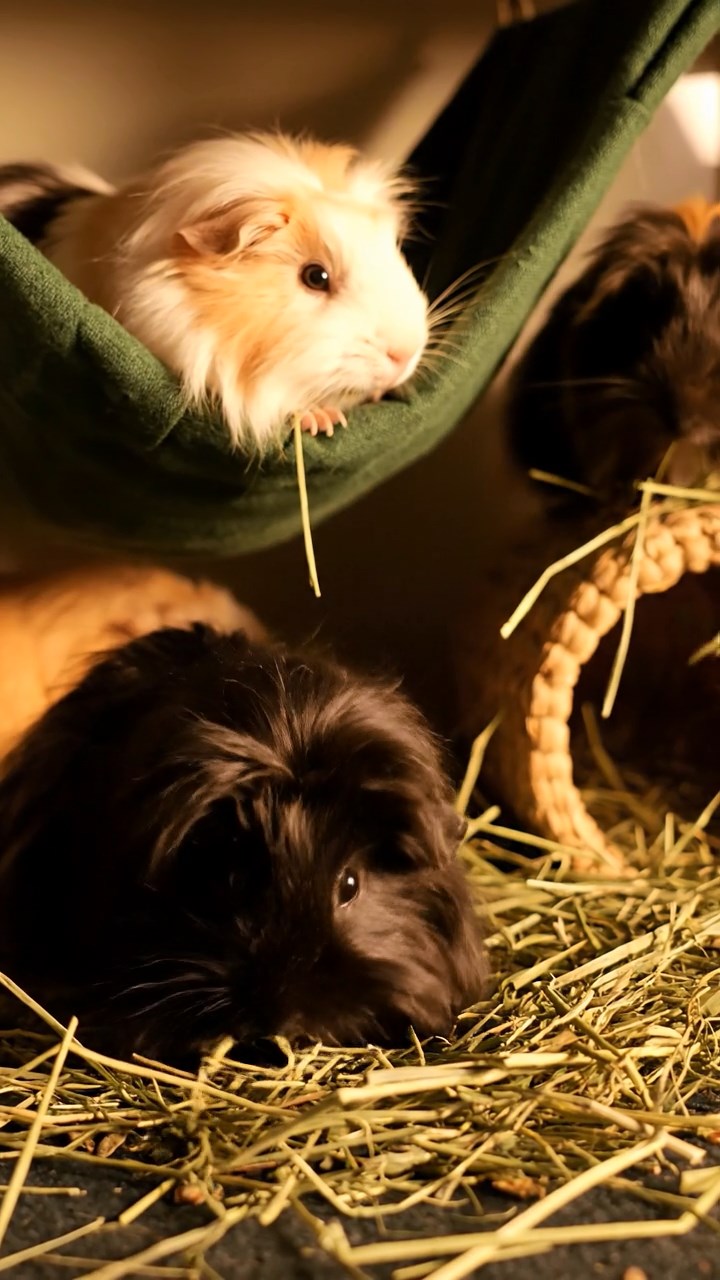 1362. Highly detailed view of 2 smooth-haired Abyssinian guinea pigs in brown and cream colors, sharing pear wedges, inside a lavish ocean liner stateroom with waves.