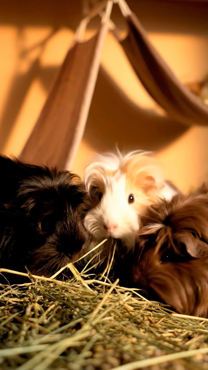 1362. Highly detailed view of 2 smooth-haired Abyssinian guinea pigs in brown and cream colors, sharing pear wedges, inside a lavish ocean liner stateroom with waves.