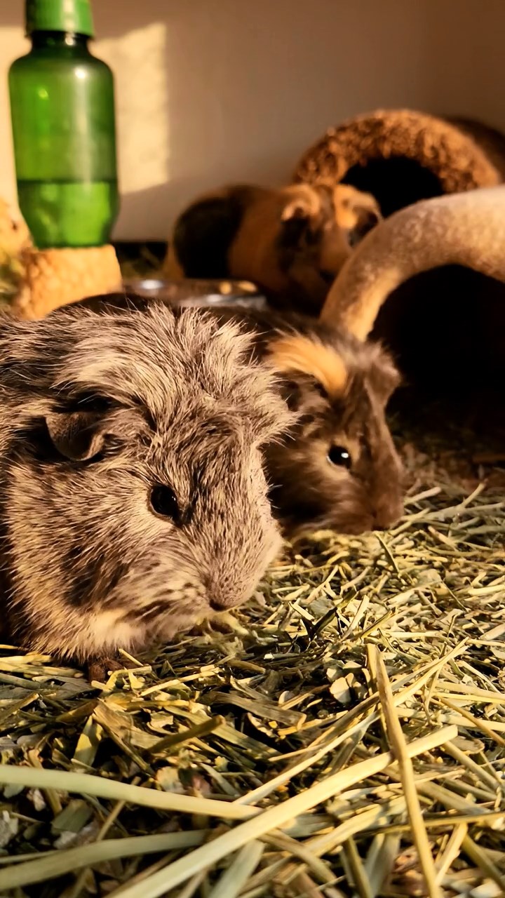 1366. Photorealistic scene of 4 smooth-haired Texel guinea pigs featuring black, brown, and cream coats, chewing on celery bunches, inside a enchanted winter wardrobe realm.