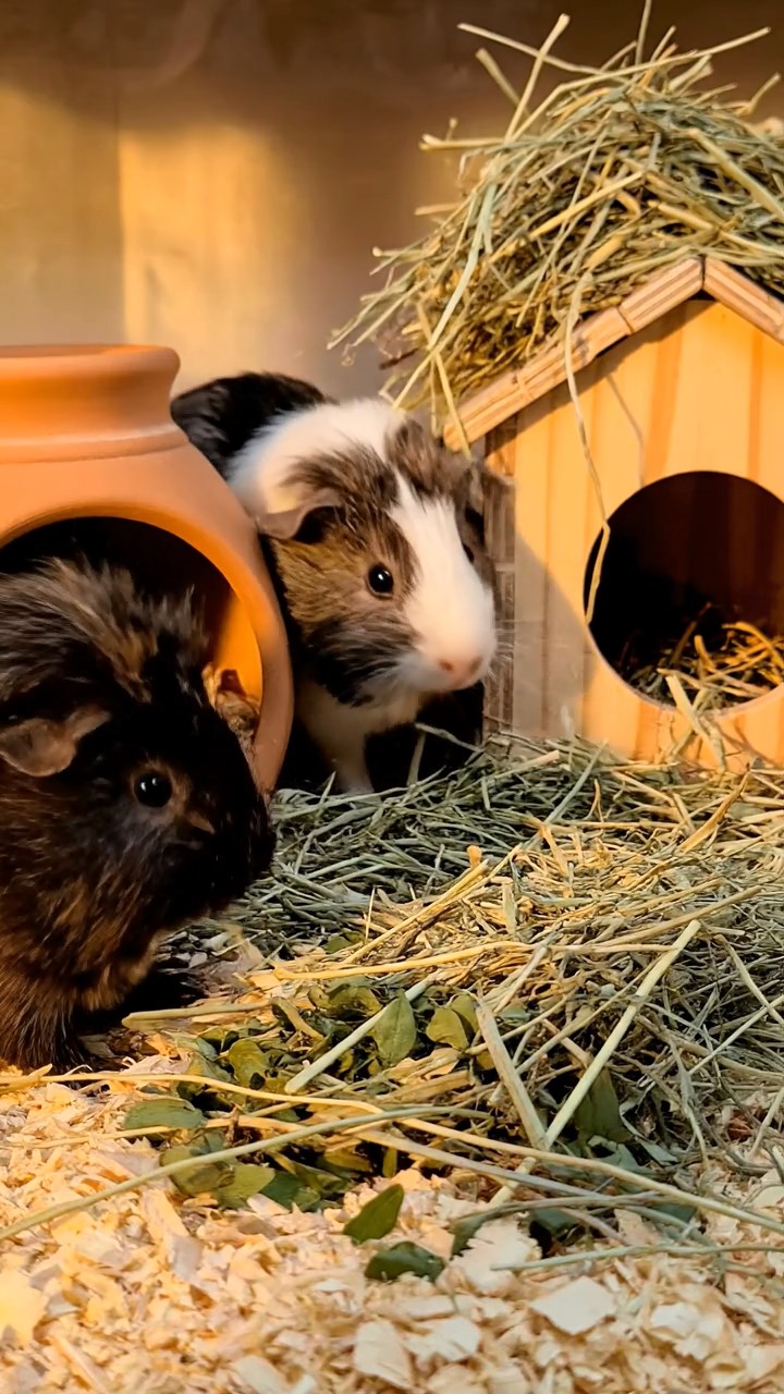 1366. Photorealistic scene of 4 smooth-haired Texel guinea pigs featuring black, brown, and cream coats, chewing on celery bunches, inside a enchanted winter wardrobe realm.