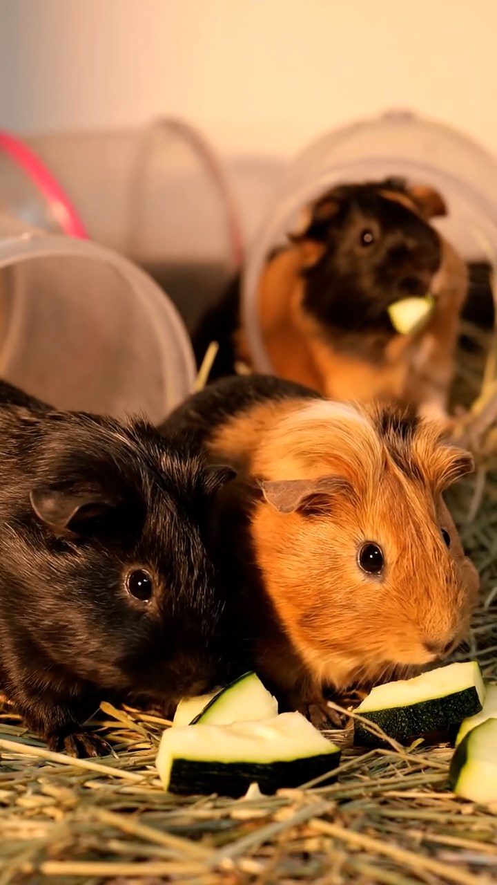 1368. Highly detailed view of 3 smooth-haired Coronet guinea pigs in cinnamon, sable, and white colors, munching on pineapple rings, inside a airborne vehicle cockpit over clouds.