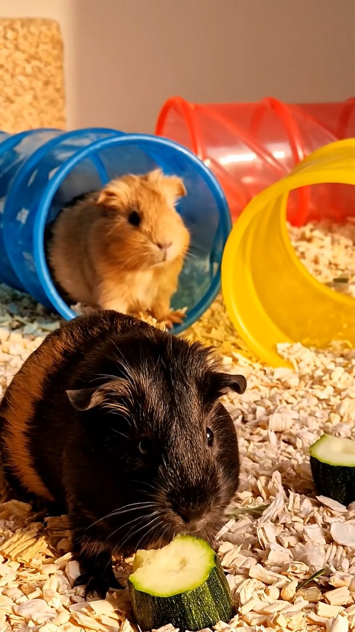 1368. Highly detailed view of 3 smooth-haired Coronet guinea pigs in cinnamon, sable, and white colors, munching on pineapple rings, inside a airborne vehicle cockpit over clouds.