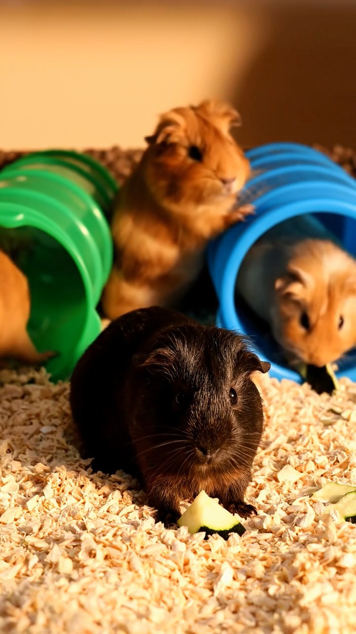 1368. Highly detailed view of 3 smooth-haired Coronet guinea pigs in cinnamon, sable, and white colors, munching on pineapple rings, inside a airborne vehicle cockpit over clouds.