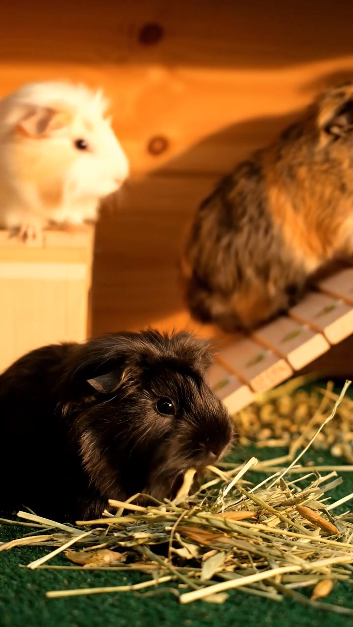 1370. Realistic depiction of 1 smooth-haired Skinny guinea pig with brown fur, nibbling on grape stems, in a classic detective's book-lined study with clues.