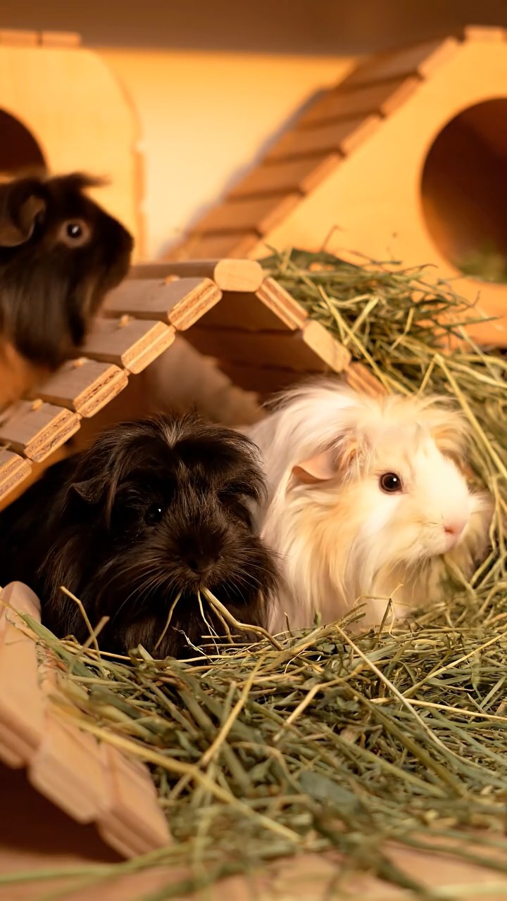 1370. Realistic depiction of 1 smooth-haired Skinny guinea pig with brown fur, nibbling on grape stems, in a classic detective's book-lined study with clues.