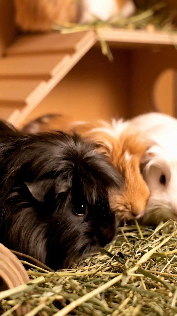 1378. Photorealistic image of 3 smooth-haired Coronet guinea pigs with gray, black, and brown fur, munching on watermelon chunks, in a superhero command center with holograms.