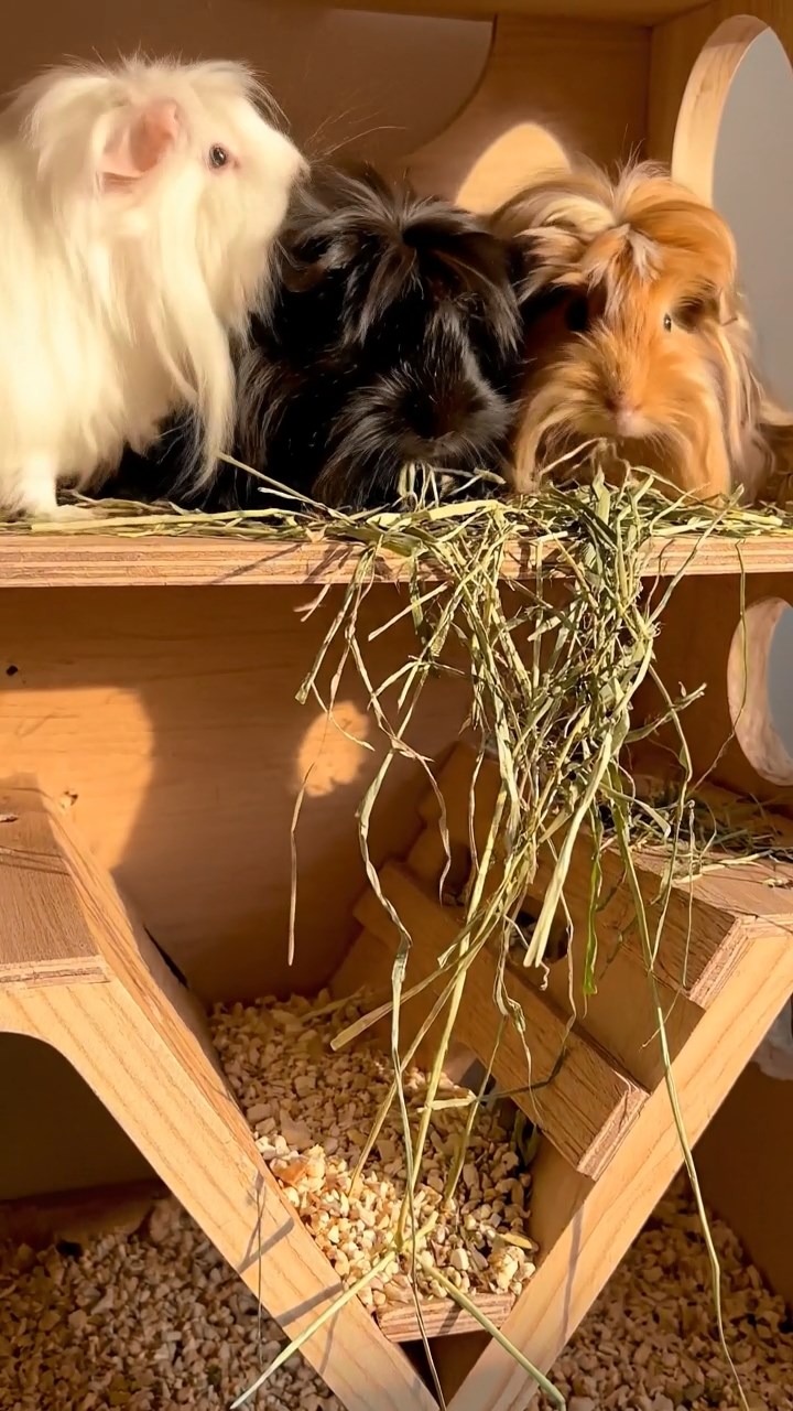 1378. Photorealistic image of 3 smooth-haired Coronet guinea pigs with gray, black, and brown fur, munching on watermelon chunks, in a superhero command center with holograms.