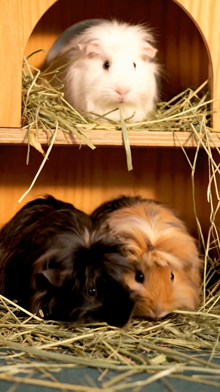 1378. Photorealistic image of 3 smooth-haired Coronet guinea pigs with gray, black, and brown fur, munching on watermelon chunks, in a superhero command center with holograms.