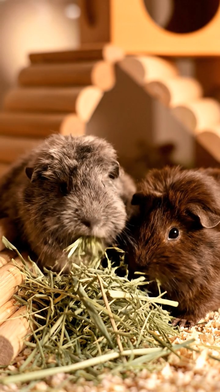 1382. Realistic depiction of 3 smooth-haired Abyssinian guinea pigs featuring orange, gray, and black coats, sharing broccoli heads, in a wizard school alchemy hall with ingredients.