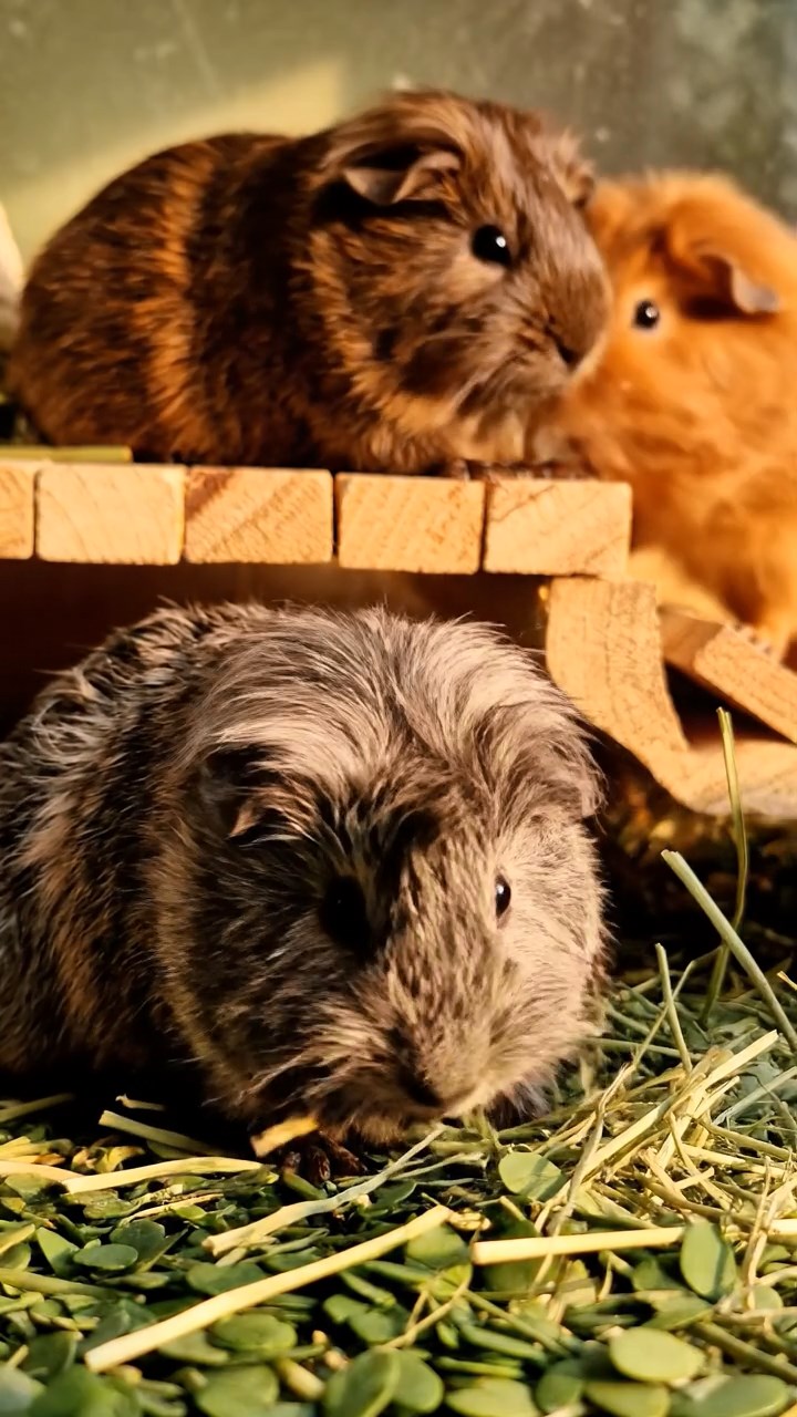 1382. Realistic depiction of 3 smooth-haired Abyssinian guinea pigs featuring orange, gray, and black coats, sharing broccoli heads, in a wizard school alchemy hall with ingredients.