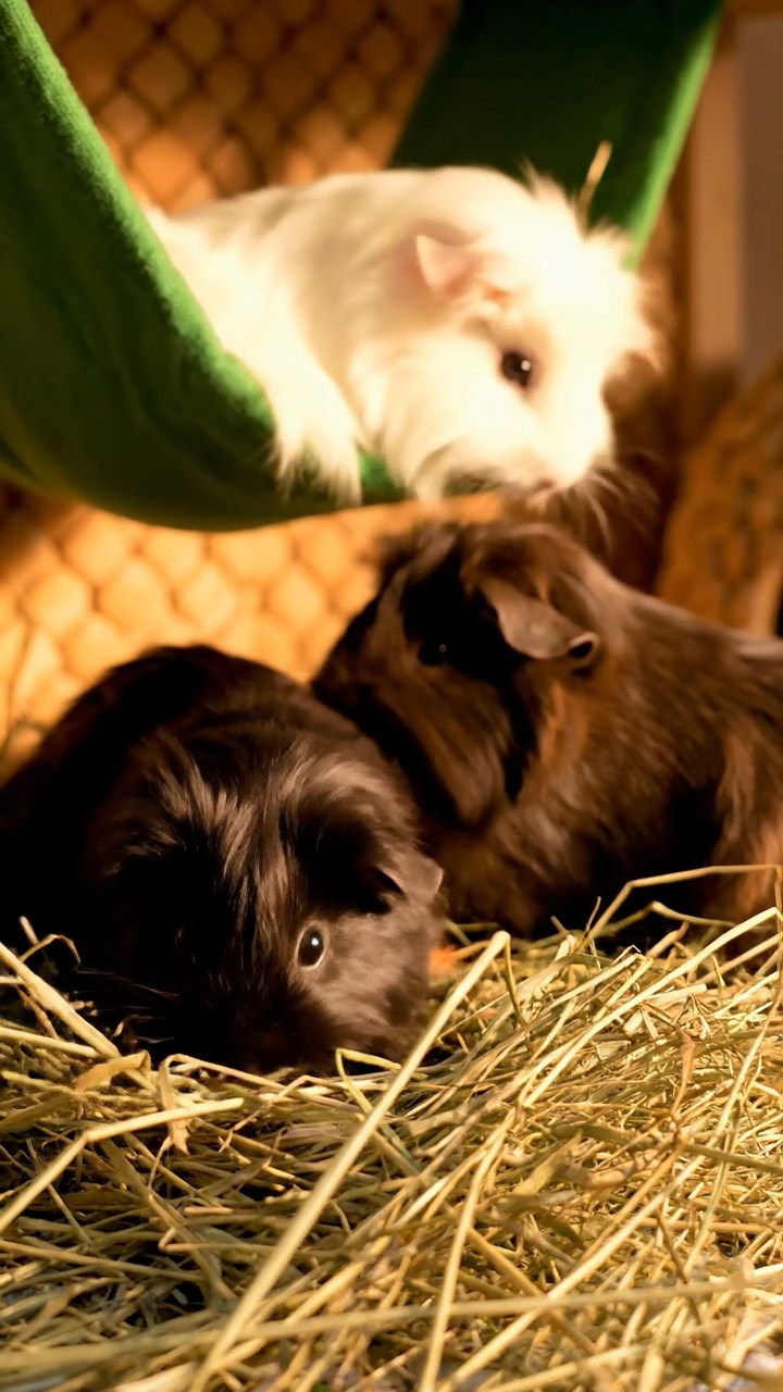 1386. Highly detailed view of 2 smooth-haired Texel guinea pigs with orange and gray fur, chewing on bell pepper strips, in a Mesoamerican pyramid summit with views.