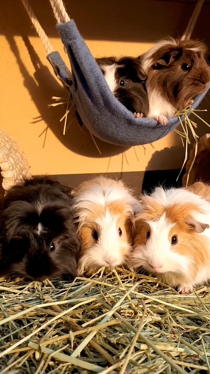 1386. Highly detailed view of 2 smooth-haired Texel guinea pigs with orange and gray fur, chewing on bell pepper strips, in a Mesoamerican pyramid summit with views.