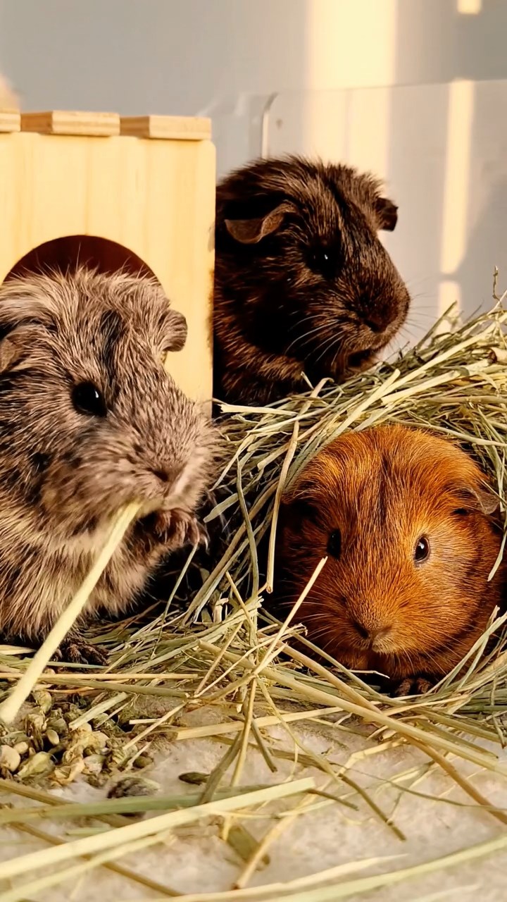 1390. Photorealistic photo of 4 smooth-haired Skinny guinea pigs in white, orange, and gray colors, nibbling on banana chunks, on a red planet outpost with habitats.