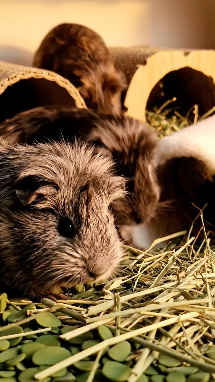 1390. Photorealistic photo of 4 smooth-haired Skinny guinea pigs in white, orange, and gray colors, nibbling on banana chunks, on a red planet outpost with habitats.