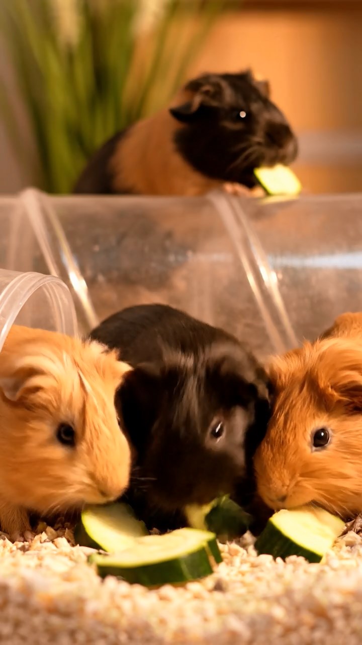 1392. Highly detailed view of 3 smooth-haired Abyssinian guinea pigs featuring cream, fawn, and chocolate coats, sharing pear halves, on a icy polar station exterior.
