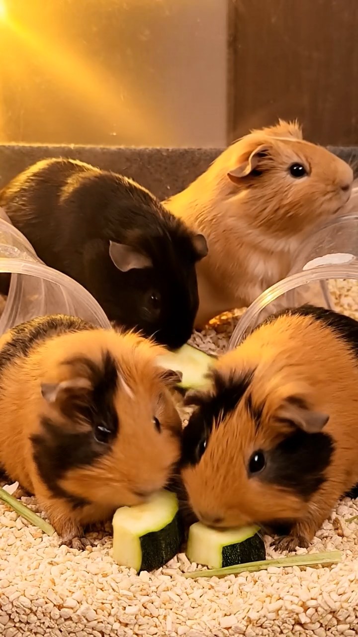 1392. Highly detailed view of 3 smooth-haired Abyssinian guinea pigs featuring cream, fawn, and chocolate coats, sharing pear halves, on a icy polar station exterior.