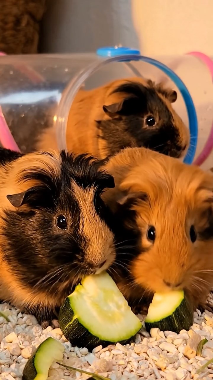1392. Highly detailed view of 3 smooth-haired Abyssinian guinea pigs featuring cream, fawn, and chocolate coats, sharing pear halves, on a icy polar station exterior.