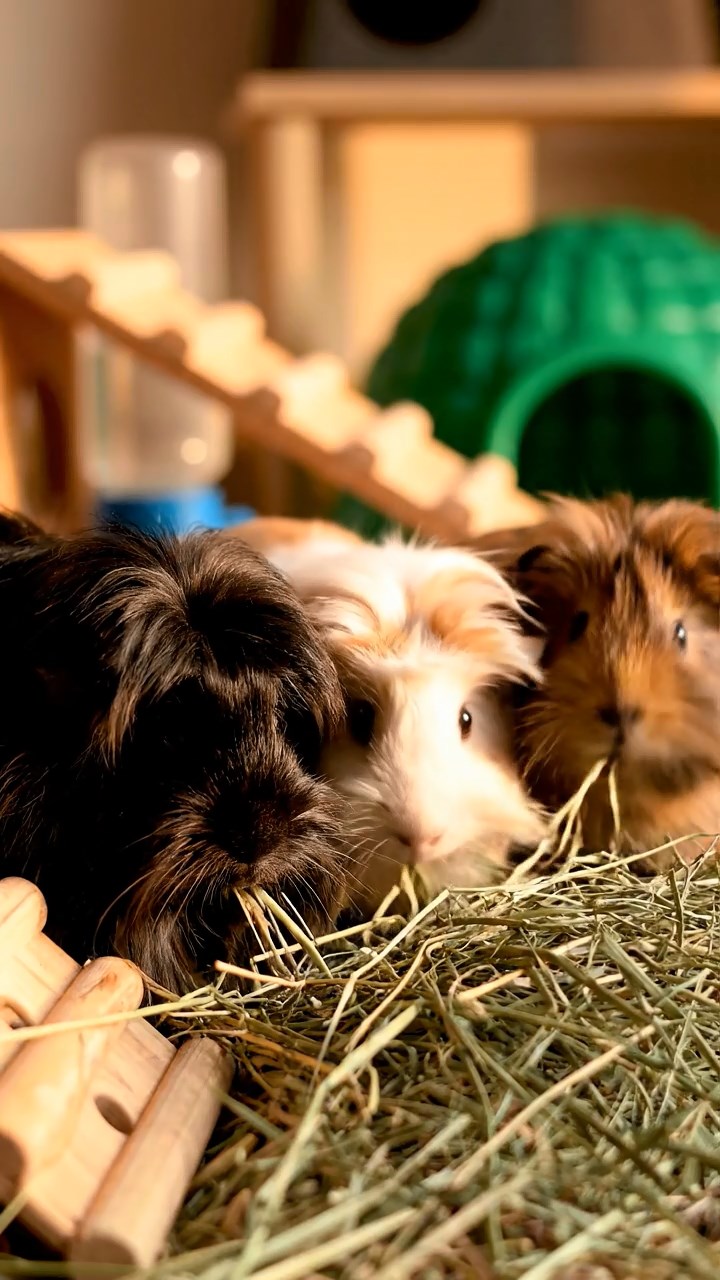 1394. Realistic depiction of 4 smooth-haired Silkie guinea pigs with sable, white, and orange fur, eating timothy hay, near a volcanic Japanese shrine with lanterns.