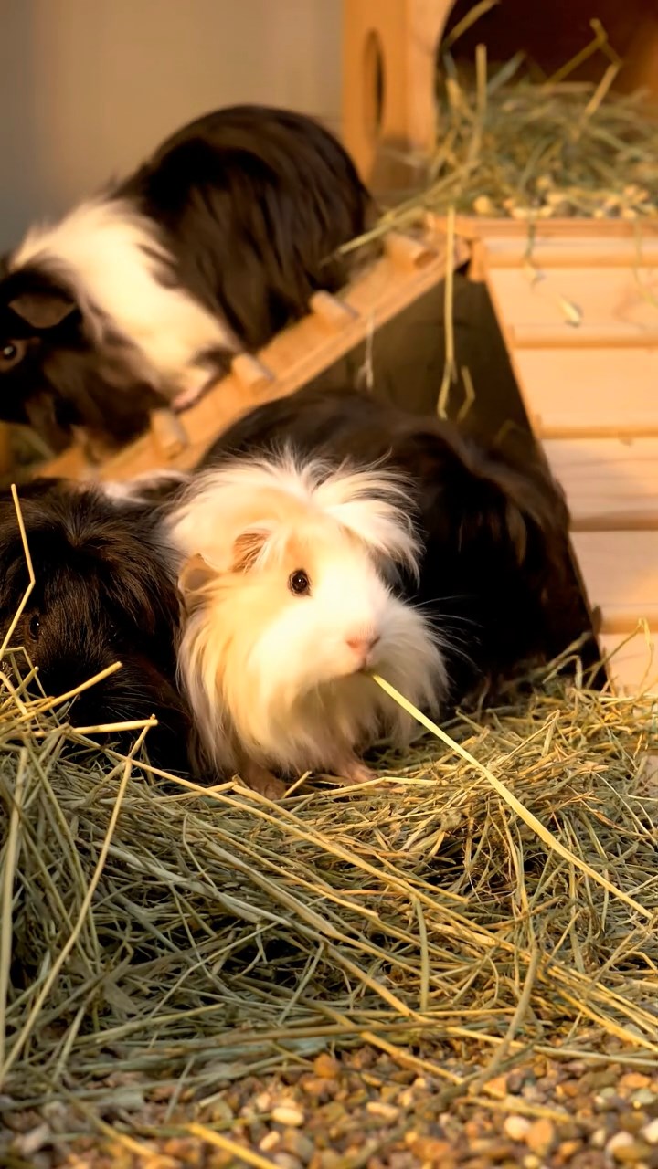 1394. Realistic depiction of 4 smooth-haired Silkie guinea pigs with sable, white, and orange fur, eating timothy hay, near a volcanic Japanese shrine with lanterns.