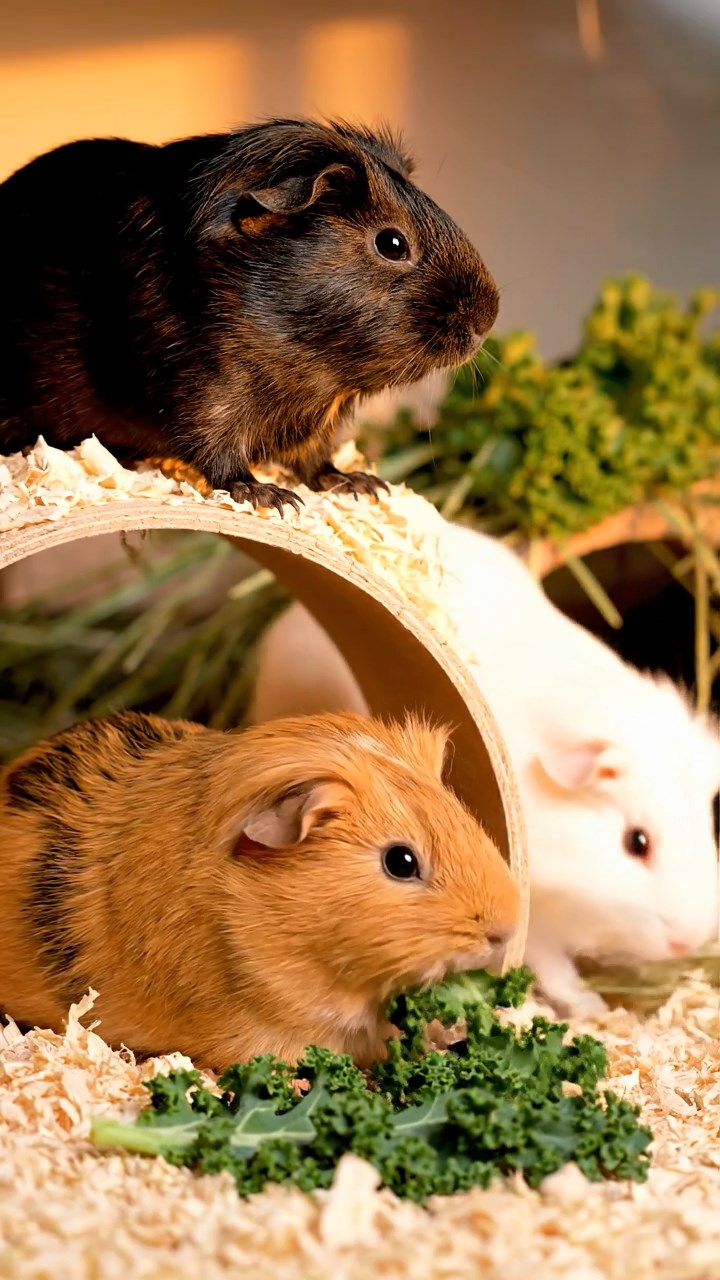 1397. Realistic scene of 5 smooth-haired Rex guinea pigs featuring chocolate, cinnamon, and sable coats, sharing zucchini flowers, inside a spaceship cockpit with aliens.