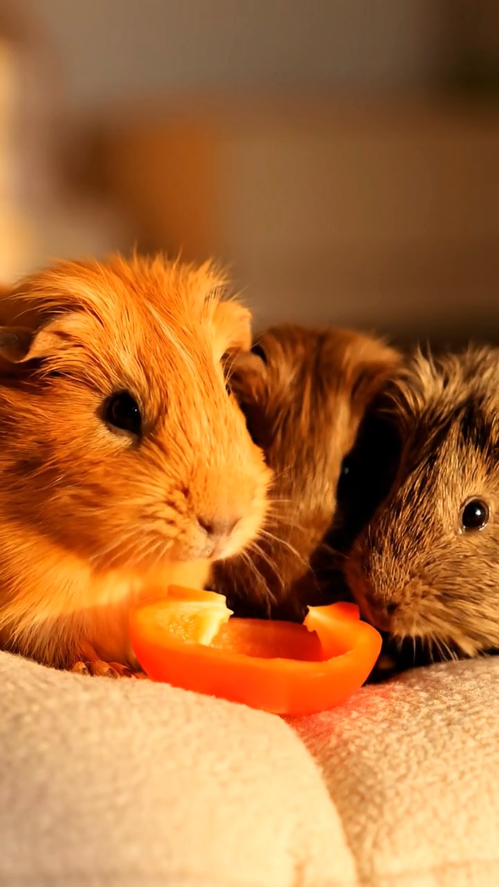 1401. A realistic close-up photo of 3 smooth-haired American guinea pigs with white, orange, and gray fur, eagerly munching on fresh lettuce leaves, in a surreal floating island meadow with gravity-defying waterfalls and misty clouds under ethereal sunlight.