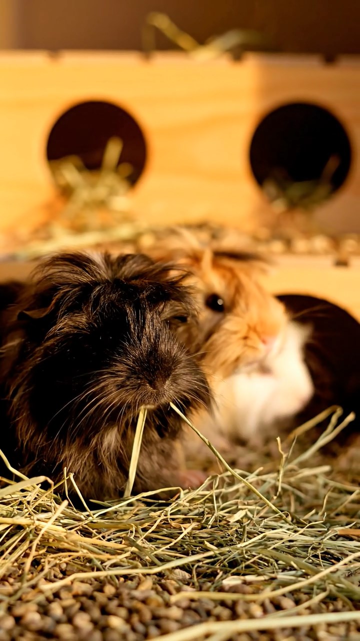 1402. Highly detailed realistic image of 2 smooth-haired Abyssinian guinea pigs featuring black and brown coats, nibbling on apple slices, on a ancient sunken Atlantis plaza with marble ruins and bioluminescent fish swimming around.
