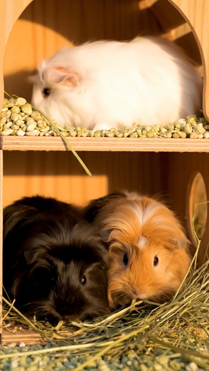 1402. Highly detailed realistic image of 2 smooth-haired Abyssinian guinea pigs featuring black and brown coats, nibbling on apple slices, on a ancient sunken Atlantis plaza with marble ruins and bioluminescent fish swimming around.