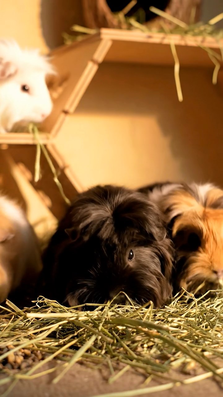 1402. Highly detailed realistic image of 2 smooth-haired Abyssinian guinea pigs featuring black and brown coats, nibbling on apple slices, on a ancient sunken Atlantis plaza with marble ruins and bioluminescent fish swimming around.