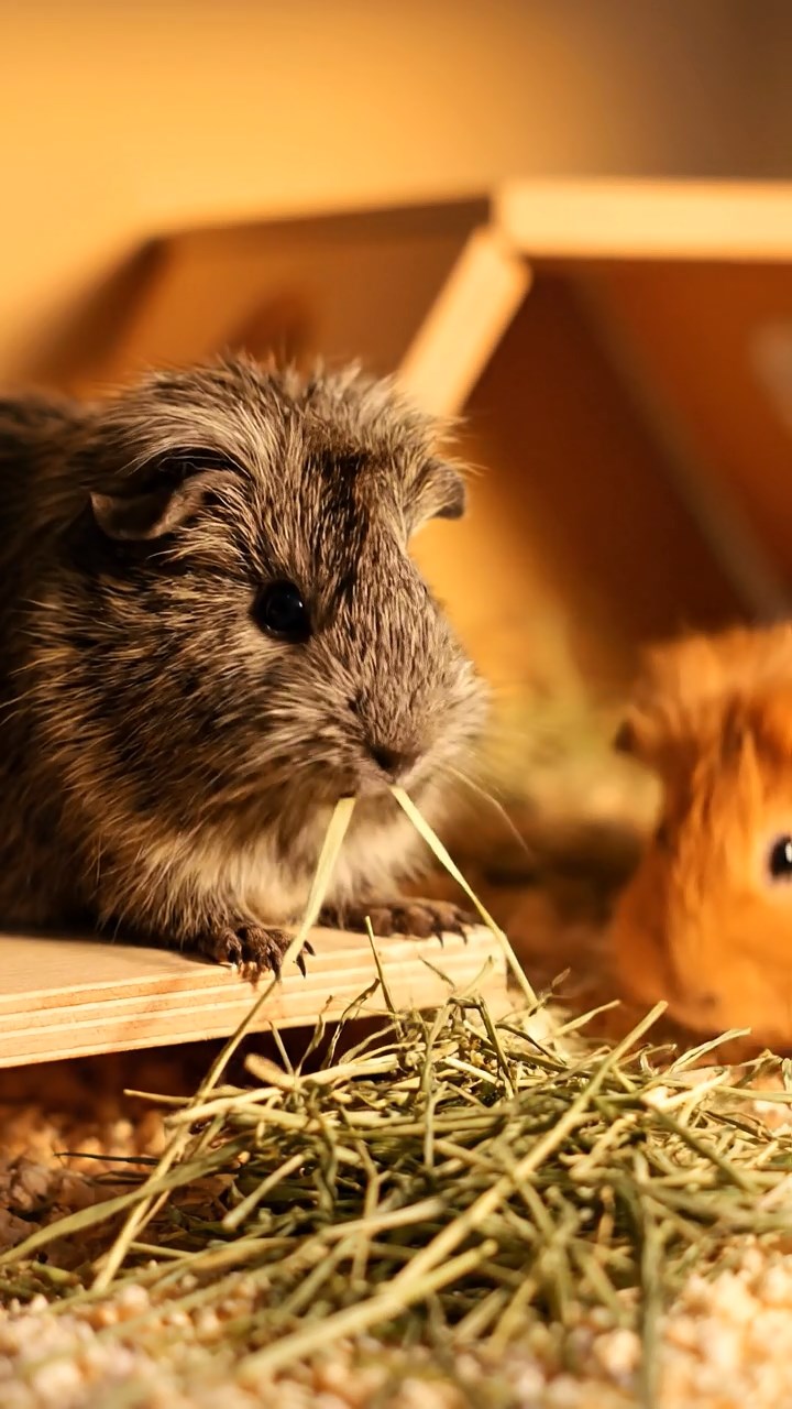585. Detailed photo of 5 smooth-haired American guinea pigs with White, Orange, Gray, Black, and Brown fur, foraging for clover in a lush meadow with wildflowers and a trickling stream, under soft morning light, creating a realistic, serene pastoral scene.
