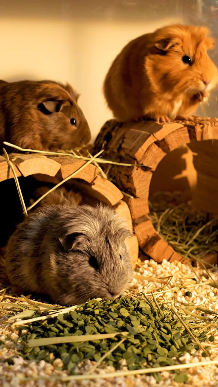 585. Detailed photo of 5 smooth-haired American guinea pigs with White, Orange, Gray, Black, and Brown fur, foraging for clover in a lush meadow with wildflowers and a trickling stream, under soft morning light, creating a realistic, serene pastoral scene.