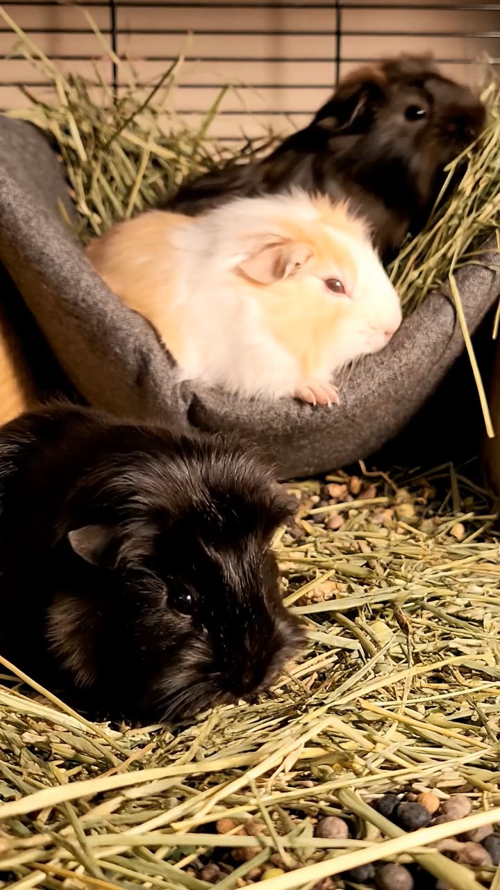 589. Detailed photo of 4 smooth-haired American guinea pigs with White, Orange, Black, and Brown fur, dressed as doctors in tiny white coats, consulting charts in a guinea pig hospital with miniature beds and medical charts, under bright lights, creating a vivid, lifelike medical scene.