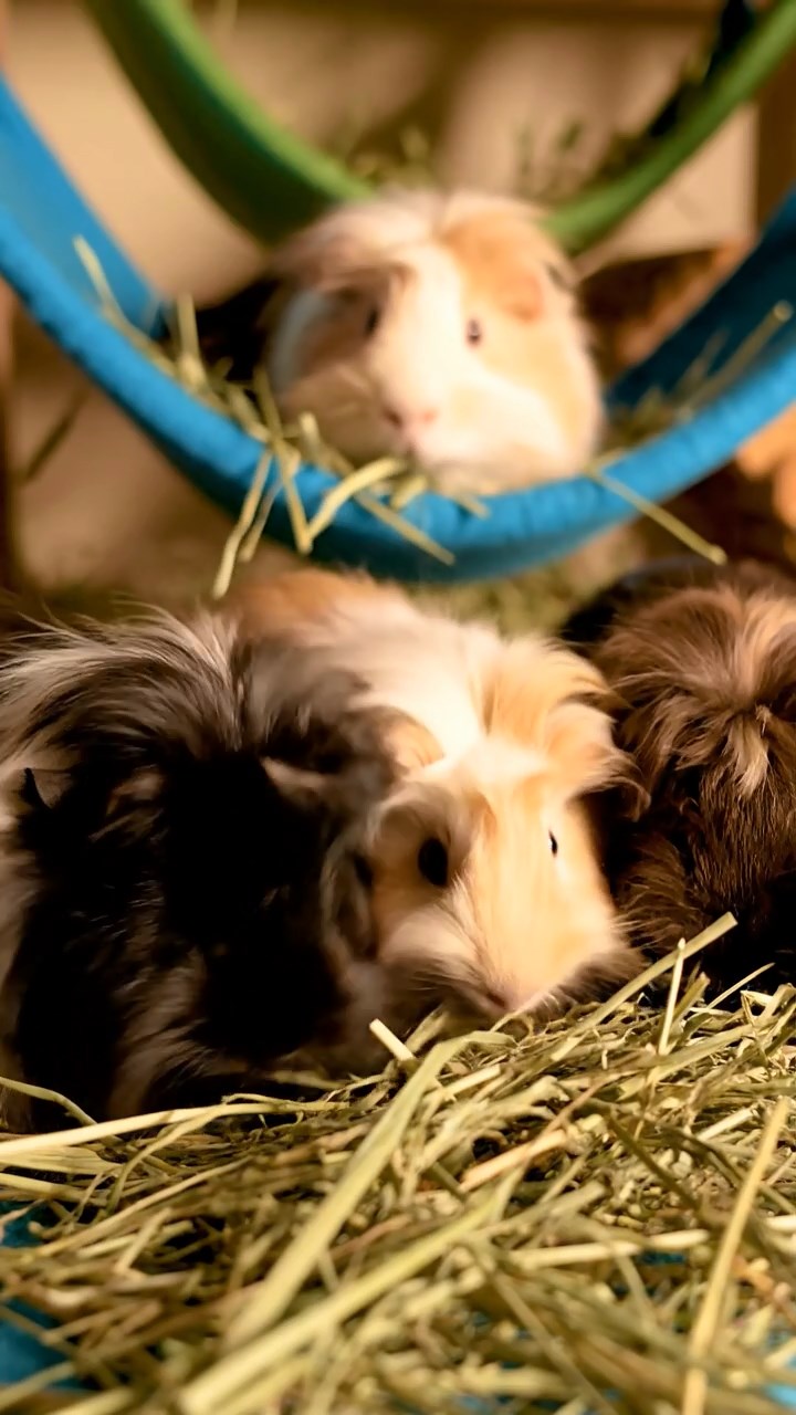 589. Detailed photo of 4 smooth-haired American guinea pigs with White, Orange, Black, and Brown fur, dressed as doctors in tiny white coats, consulting charts in a guinea pig hospital with miniature beds and medical charts, under bright lights, creating a vivid, lifelike medical scene.