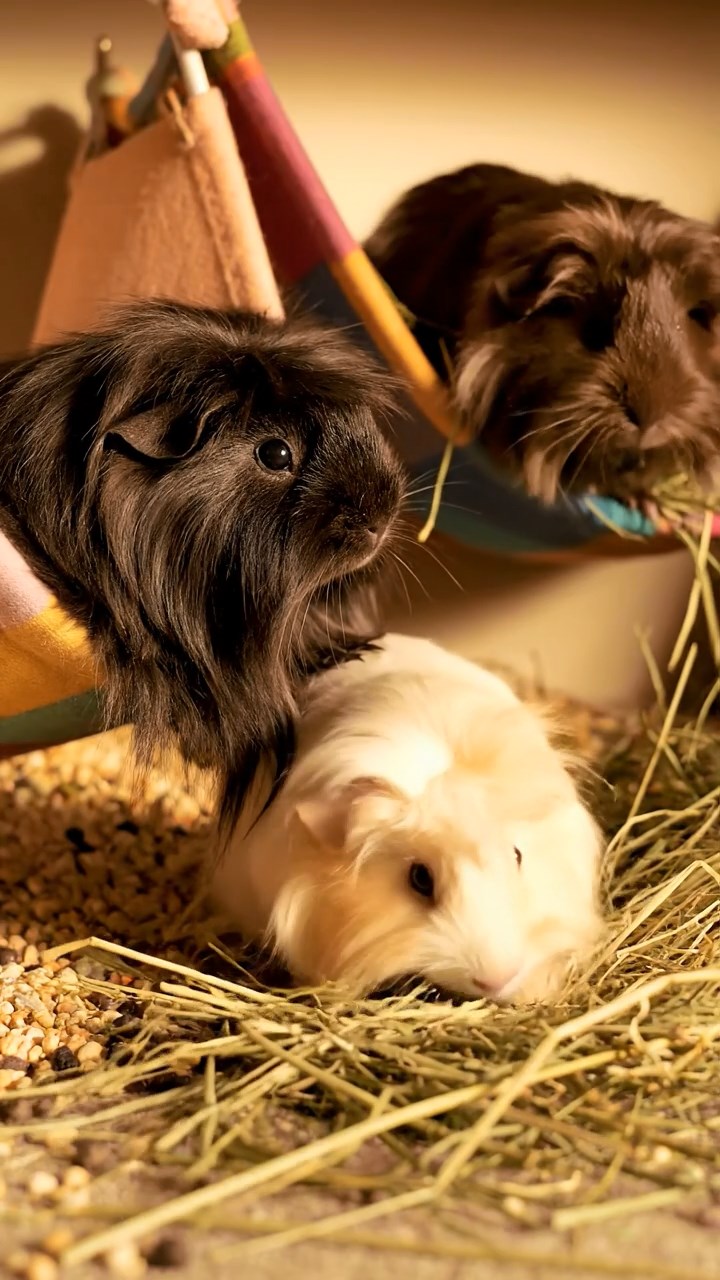 589. Detailed photo of 4 smooth-haired American guinea pigs with White, Orange, Black, and Brown fur, dressed as doctors in tiny white coats, consulting charts in a guinea pig hospital with miniature beds and medical charts, under bright lights, creating a vivid, lifelike medical scene.