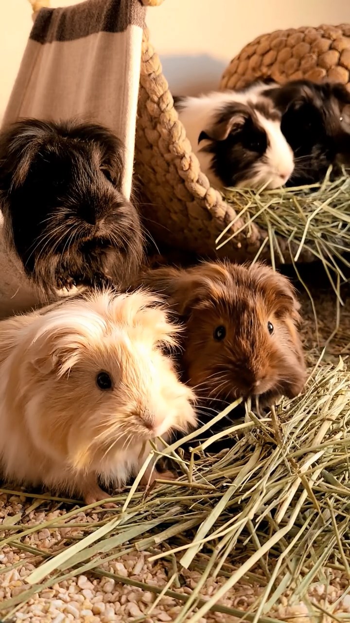 589. Detailed photo of 4 smooth-haired American guinea pigs with White, Orange, Black, and Brown fur, dressed as doctors in tiny white coats, consulting charts in a guinea pig hospital with miniature beds and medical charts, under bright lights, creating a vivid, lifelike medical scene.