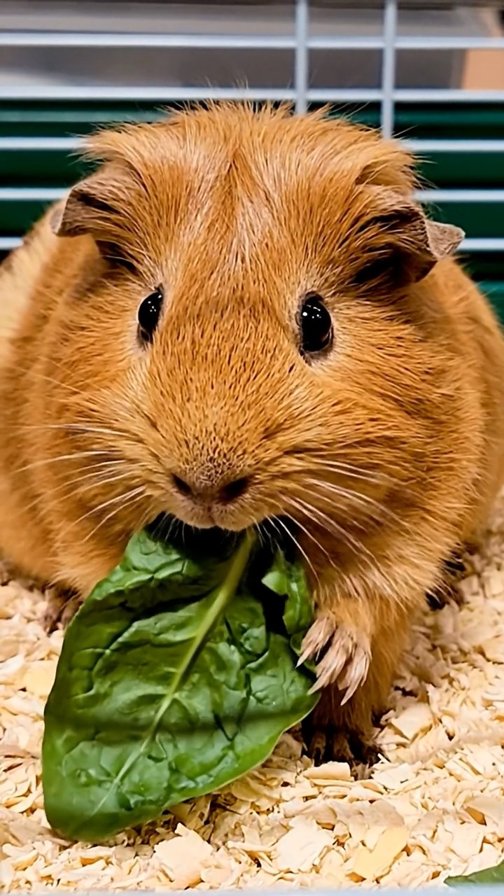 604. Realistic scene of 4 smooth-haired Californian guinea pigs with Fawn, Chocolate, Cinnamon, and Sable fur, dressed as firefighters in tiny uniforms, operating a miniature hose in a guinea pig town square with cobblestone paths and glowing lanterns, enhancing the lifelike, heroic atmosphere.