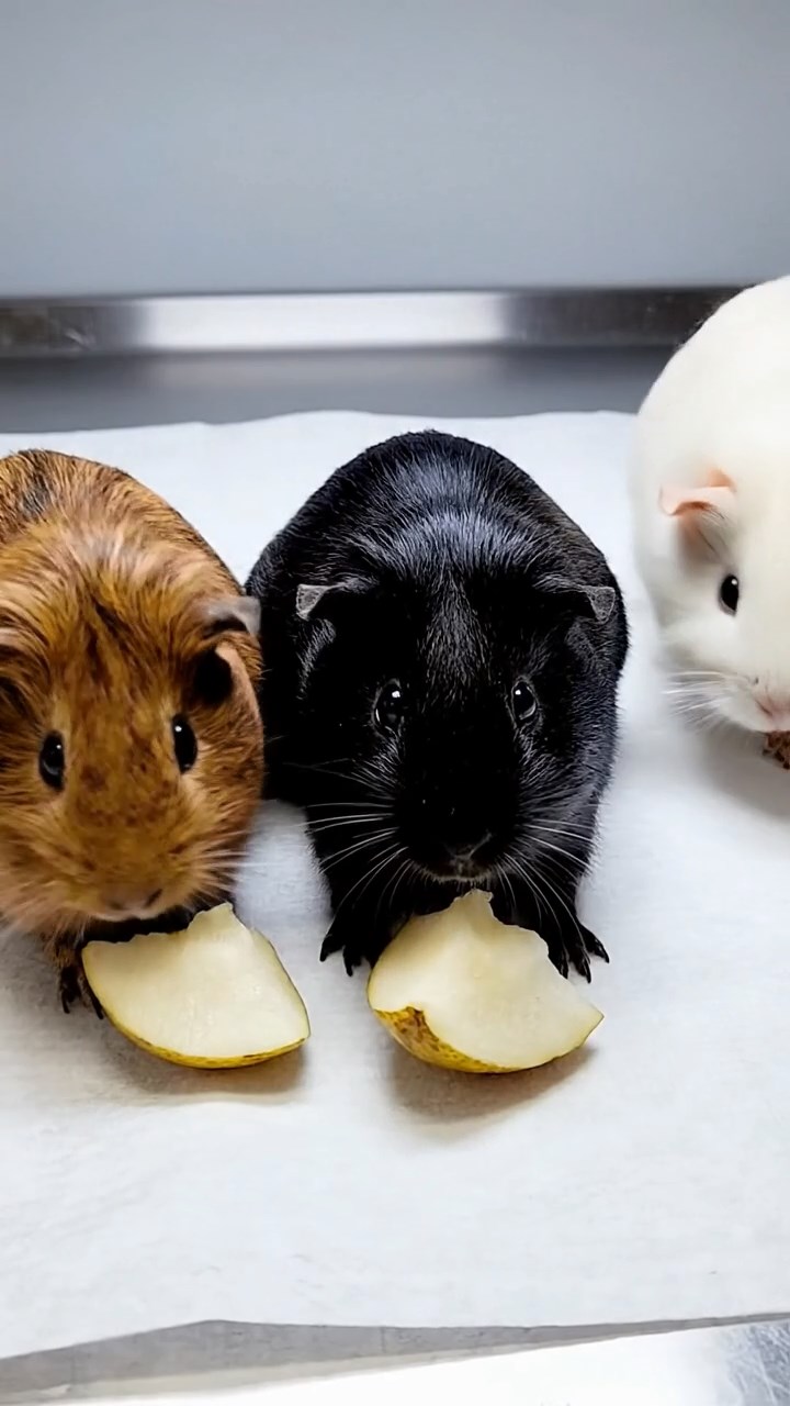 611. Highly detailed view of 1 smooth-haired Himalayan guinea pig with White fur, chewing on fresh broccoli, in a vibrant vegetable garden with rows of carrots and lettuce, under bright sunlight, creating a realistic, colorful rural scene of peaceful foraging.