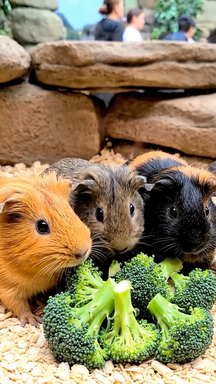 623. Highly detailed view of 3 smooth-haired Himalayan guinea pigs with Gray, Cream, and Brown fur, mating in a secluded grassy clearing surrounded by tall ferns and soft moss, under gentle morning light, creating a realistic, intimate natural scene.
