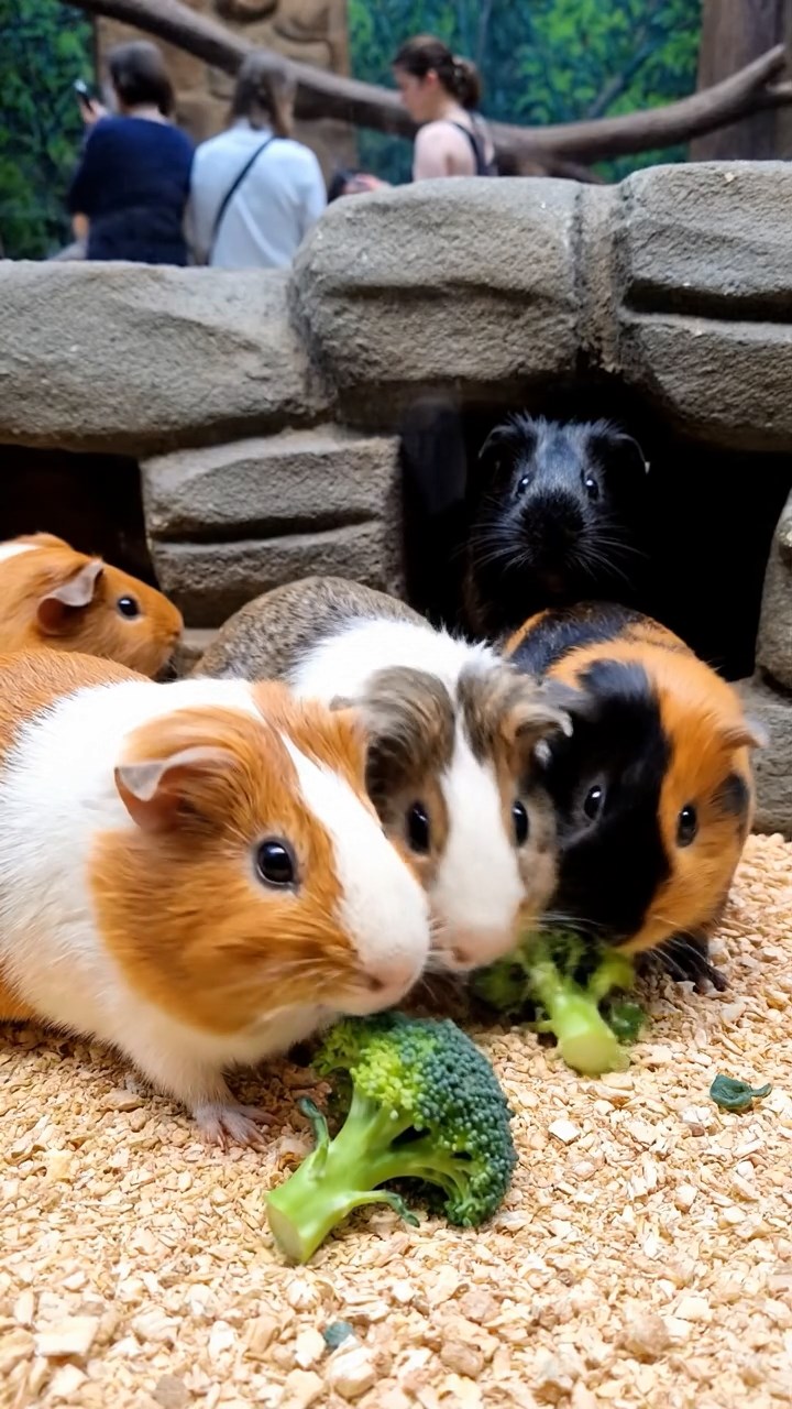 623. Highly detailed view of 3 smooth-haired Himalayan guinea pigs with Gray, Cream, and Brown fur, mating in a secluded grassy clearing surrounded by tall ferns and soft moss, under gentle morning light, creating a realistic, intimate natural scene.