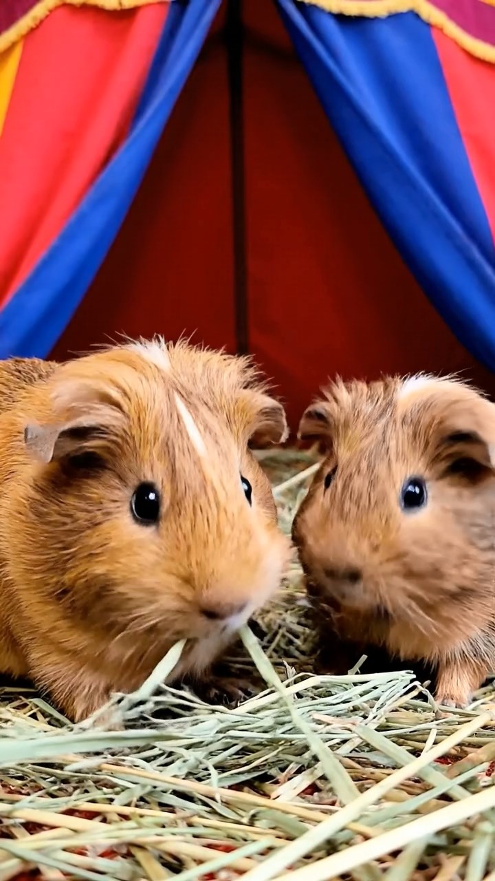 624. Realistic scene of 4 smooth-haired Californian guinea pigs with Fawn, Chocolate, Cinnamon, and Sable fur, dressed as firefighters in tiny uniforms, extinguishing a pretend fire in a guinea pig village with hay houses, under glowing streetlights, capturing a heroic, lifelike moment.