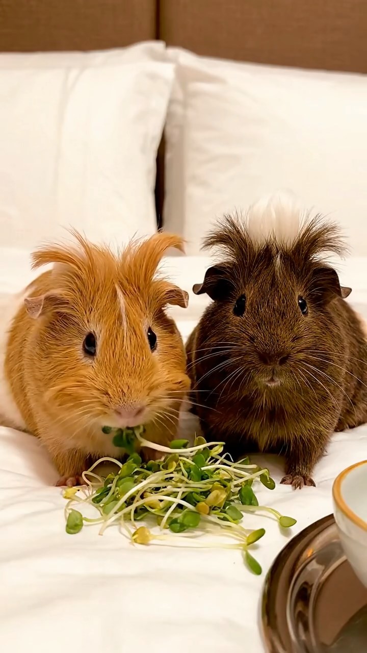 629. Detailed photo of 4 smooth-haired American guinea pigs with White, Orange, Black, and Brown fur, dressed as doctors in tiny white coats, examining patients in a guinea pig hospital with miniature beds and medical charts, under bright lights, creating a vivid, lifelike medical scene.
