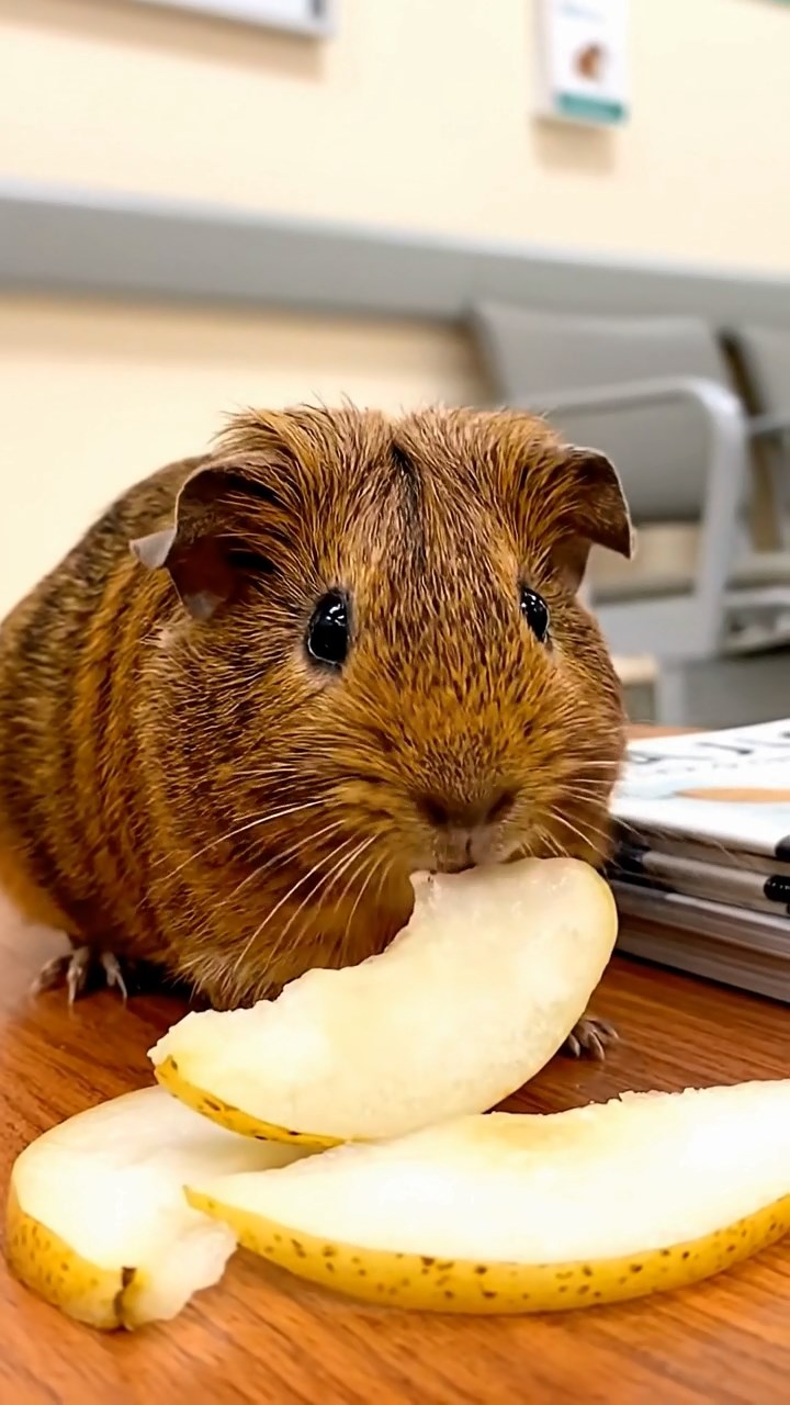 632. Realistic scene of 2 smooth-haired Californian guinea pigs with Orange and Black fur, dressed as tailors in tiny vests, sewing miniature coats in a guinea pig atelier with colorful fabrics and hay mannequins, under warm lamplight, enhancing the lifelike, creative atmosphere.