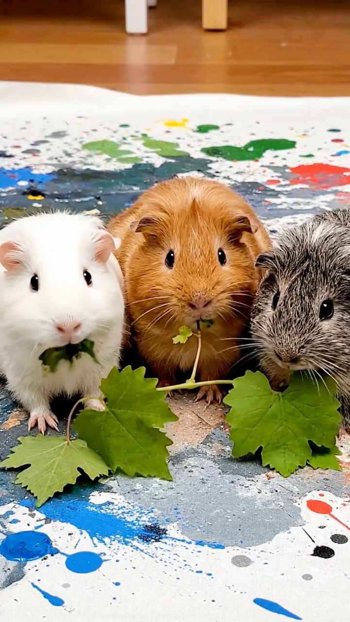 635. Highly detailed view of 5 smooth-haired Himalayan guinea pigs with White, Orange, Gray, Black, and Brown fur, foraging for wild herbs in a lush meadow with wildflowers and a babbling brook, under soft morning light, creating a realistic, serene pastoral scene.