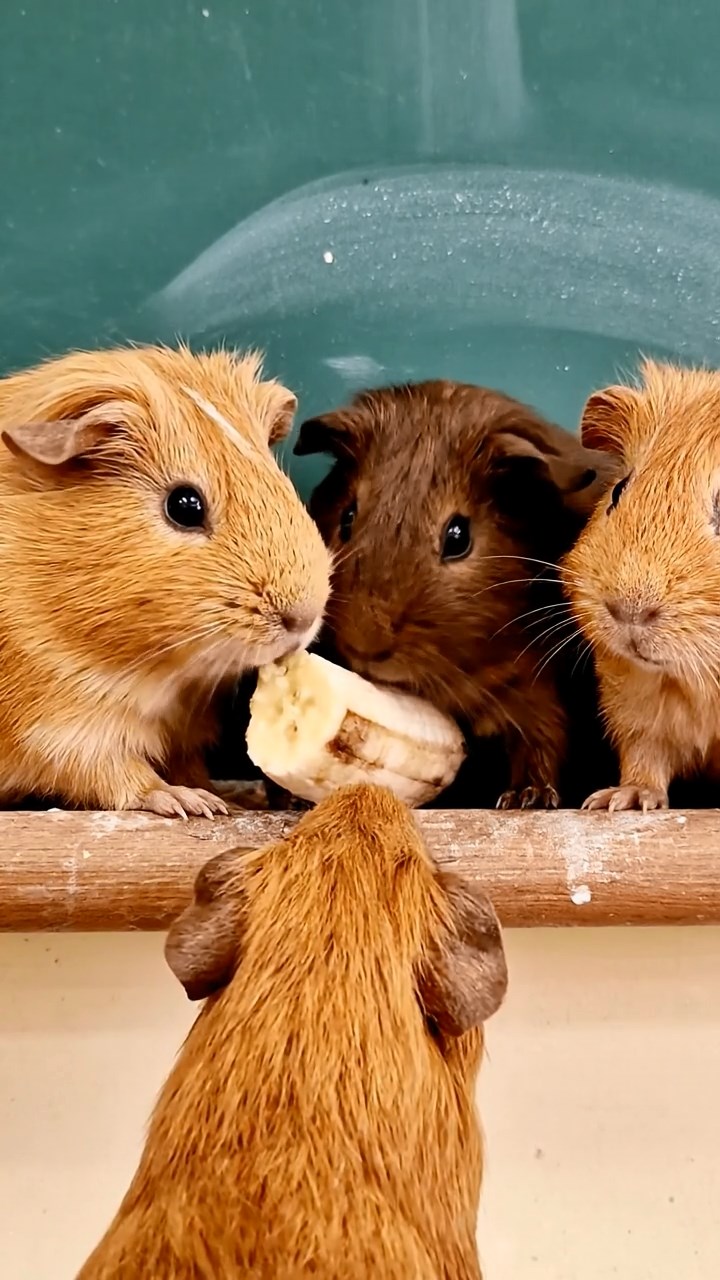 642. Photorealistic scene of 2 smooth-haired Teddy guinea pigs with Orange and Black fur, dressed as engineers in tiny helmets, building a miniature tower in a guinea pig workshop with hay beams and tools, under bright daylight, enhancing the lifelike, industrious atmosphere.