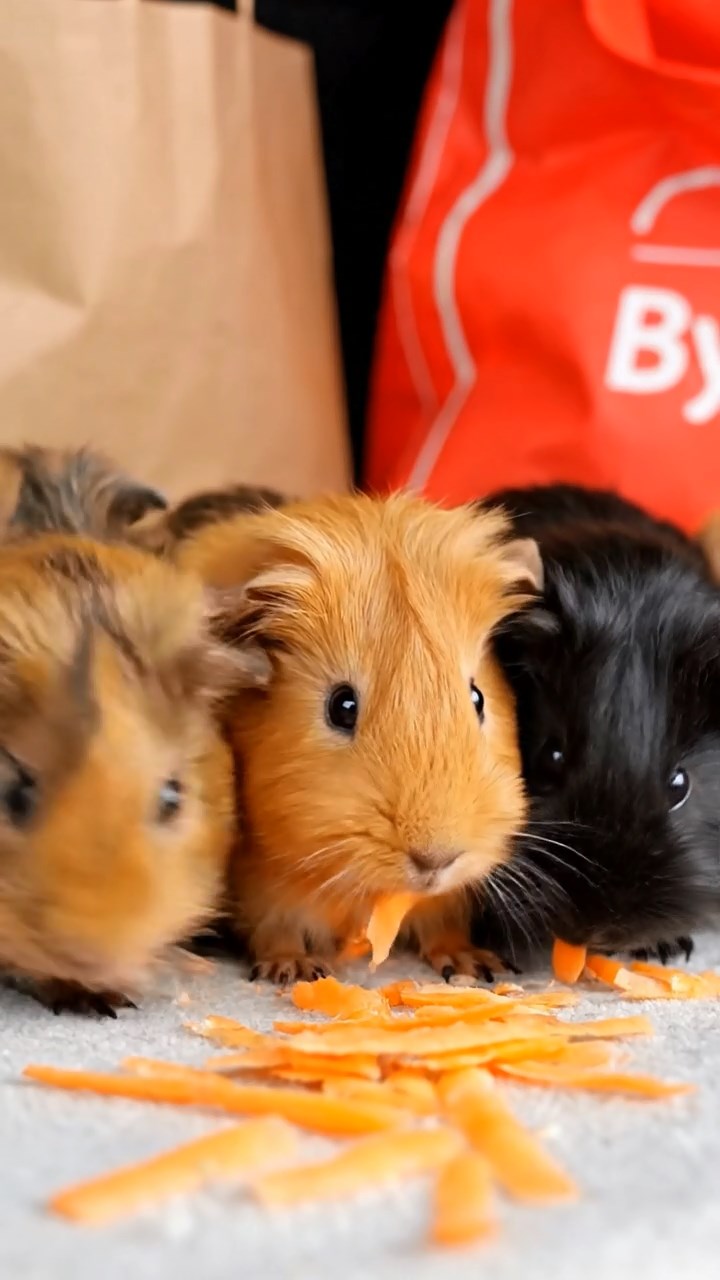 644. Realistic scene of 4 smooth-haired Californian guinea pigs with Fawn, Chocolate, Cinnamon, and Sable fur, dressed as firefighters in tiny uniforms, practicing drills in a guinea pig village with hay houses, under glowing streetlights, capturing a heroic, lifelike moment.