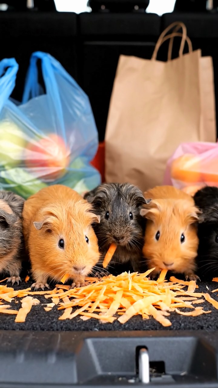 644. Realistic scene of 4 smooth-haired Californian guinea pigs with Fawn, Chocolate, Cinnamon, and Sable fur, dressed as firefighters in tiny uniforms, practicing drills in a guinea pig village with hay houses, under glowing streetlights, capturing a heroic, lifelike moment.