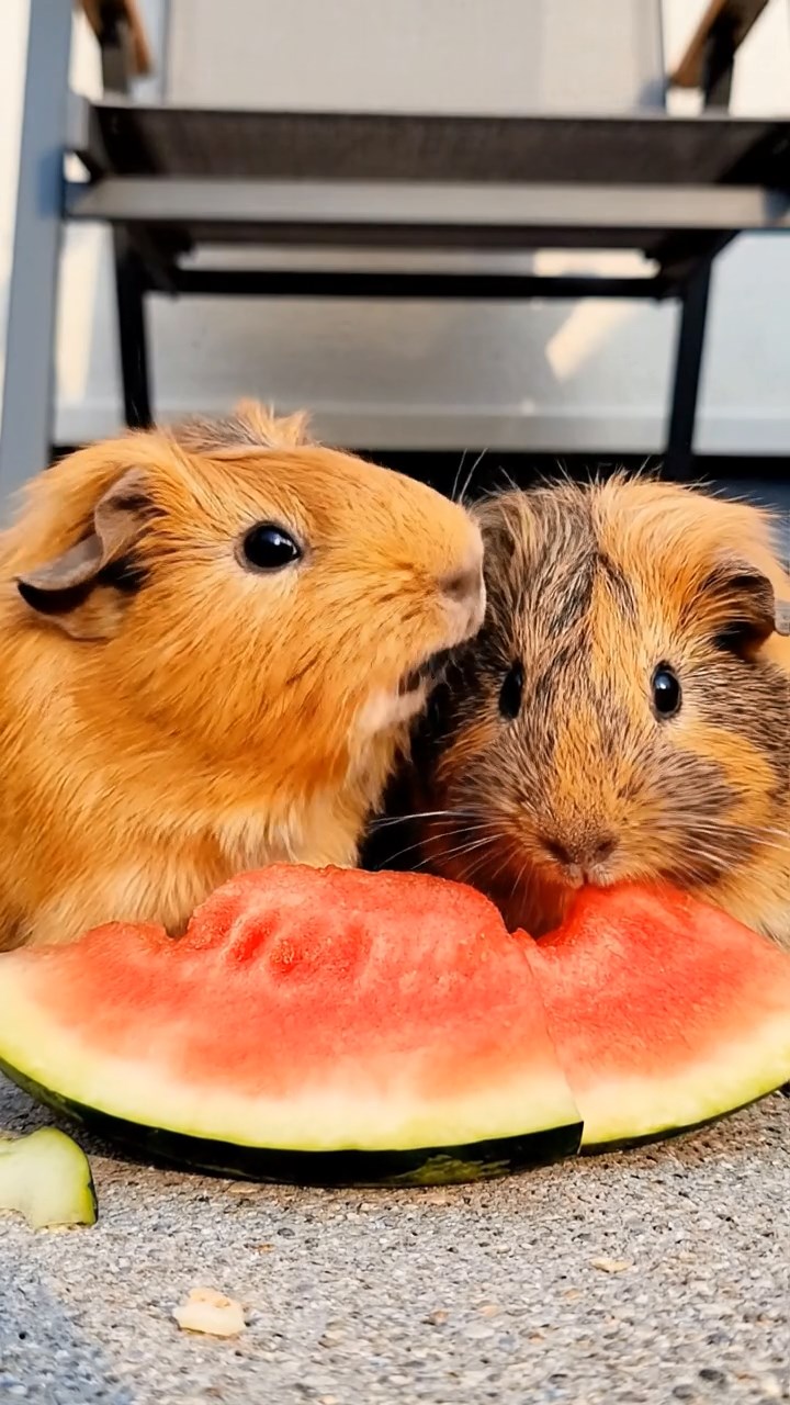 648. Realistic scene of 3 smooth-haired Californian guinea pigs with Chocolate, Cinnamon, and Gray fur, grooming each other in a lush meadow with scattered wildflowers and a babbling brook, under golden sunlight, enhancing the authentic, social atmosphere.